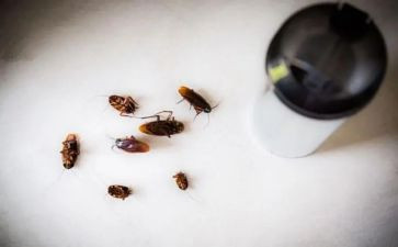 踩蟑螂的作文7篇