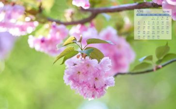 儿园小班4月份工作计划5篇