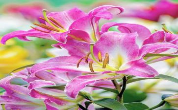 百合花读后感8篇