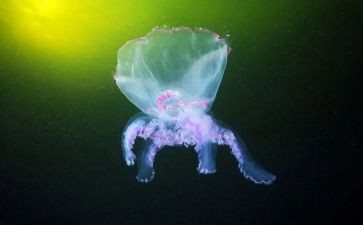 初中生物学科教学总结5篇