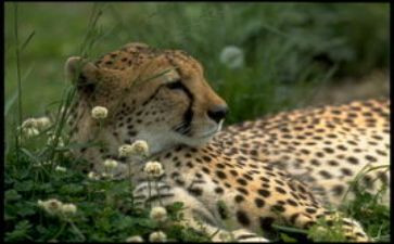 雪豹悲歌的读后感模板5篇