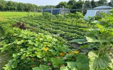 奶奶的菜作文优质8篇