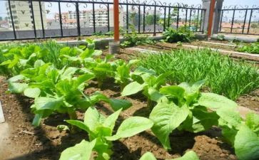 菜市场管理方案范文6篇