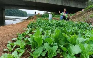 摘蔬菜教案参考7篇