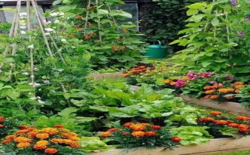 我在种菜作文模板7篇