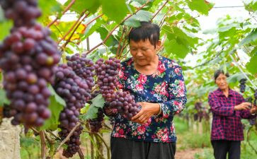 采摘活动活动方案8篇