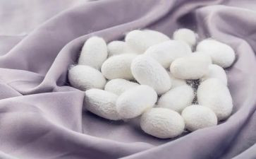 蚕的故事教案优秀7篇