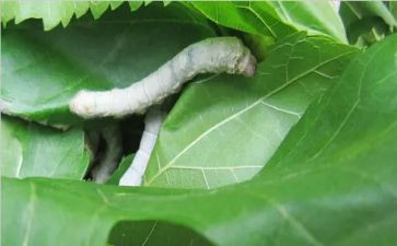蚕教案反思推荐7篇
