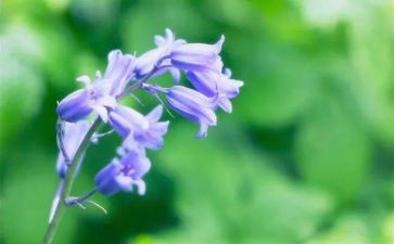 小草死因的调查报告5篇