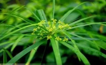 蒙草公司观后感7篇