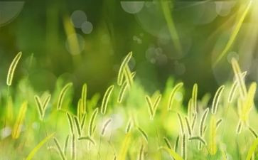 小班语言草的教案参考6篇
