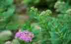 摘草莓作文500字5篇