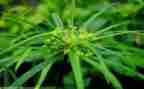 幼儿园语言草的教案优秀7篇