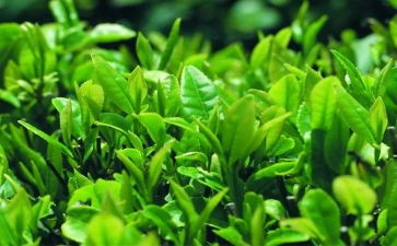 茶店活动方案6篇