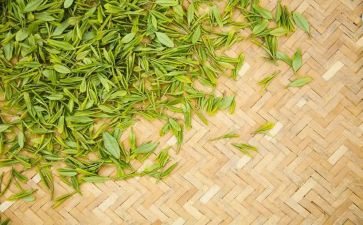 茶的由来作文精选7篇
