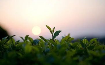 茶的由来作文6篇