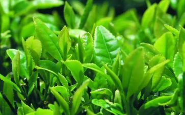 开展茶文化活动总结8篇
