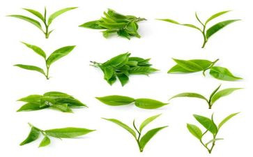 茶的由来作文通用6篇