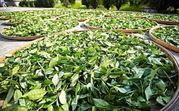 与茶有关的读后感作文600字6篇