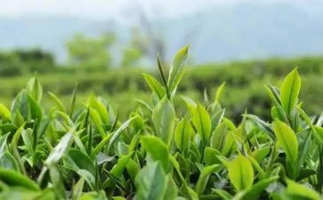 我与茶的作文7篇