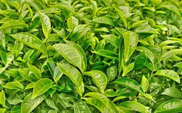 茶的由来作文推荐8篇