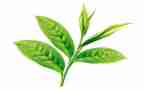 关于茶的活动方案5篇