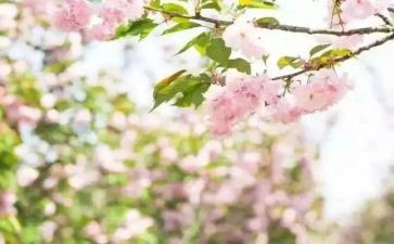 幼儿园春期末工作总结推荐5篇