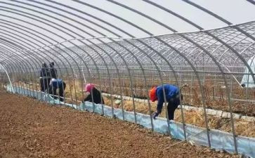 租大棚合同通用8篇
