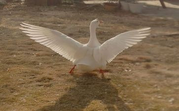 鸭天鹅读后感8篇