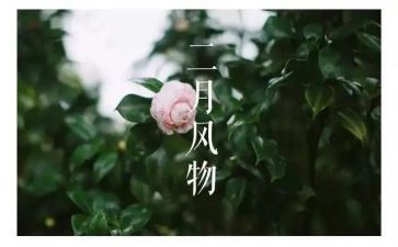 十二月中班工作计划7篇