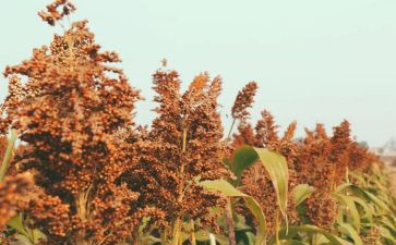 莫言《红高粱》读后感7篇
