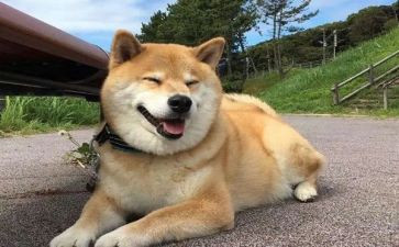 画小狗的心得体会8篇