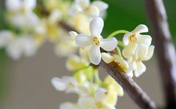 桂花园作文模板5篇