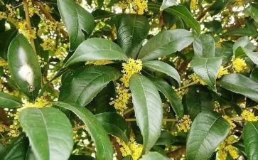 桂花园作文推荐8篇