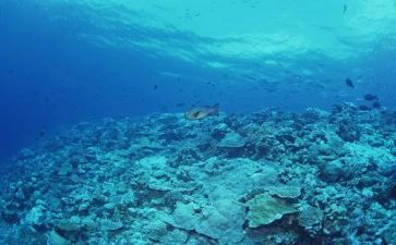 《海底两万里》心得体会800字8篇