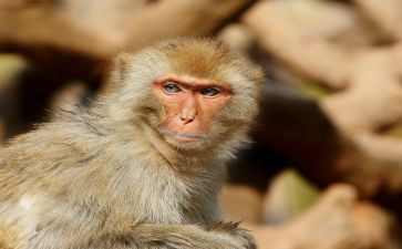 《兵猴》读后感6篇