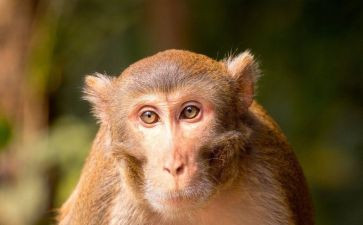 大班音乐活动三只猴子教案5篇