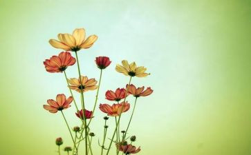 爆竹花作文7篇