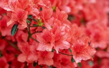 青铜葵花读后感优质7篇