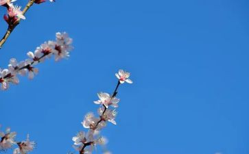听花开了作文推荐5篇