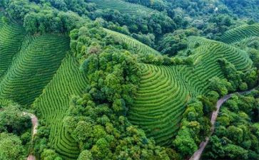 环境演讲稿200字7篇