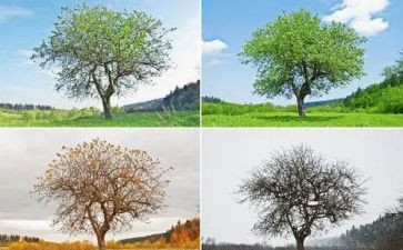季节作文500字6篇