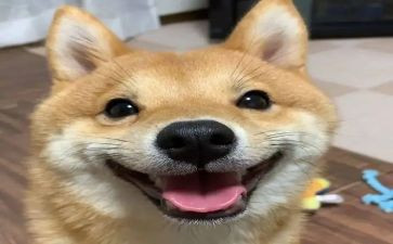 我开心了优秀作文参考6篇