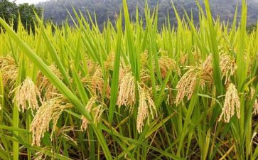 节约粮食工作总结6篇