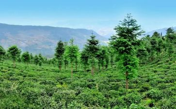 林业工作总结范文7篇