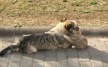 猫流浪记读后感精选6篇