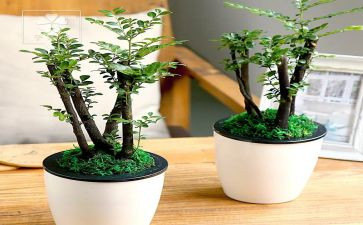 读绿野仙绿野仙踪的读后感模板6篇