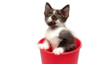 《猫》读后感400字通用7篇