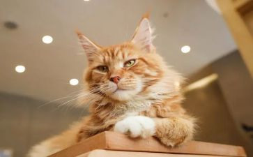 2023天猫国际活动总结通用8篇
