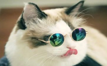 《猫》读后感400字推荐6篇